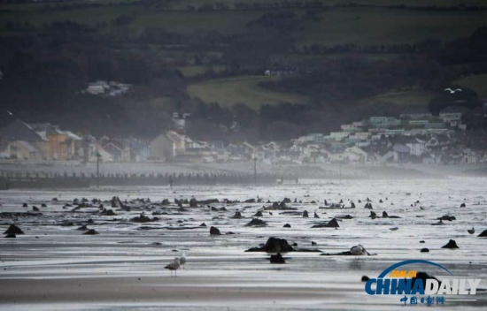 英國遭遇強風(fēng)暴,大風(fēng)出土5000年前的森林遺址。