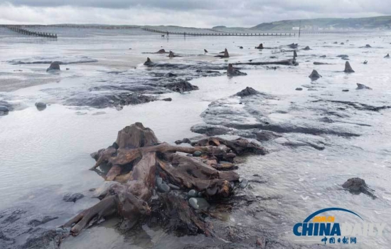 英國遭遇強風(fēng)暴,大風(fēng)出土5000年前的森林遺址。