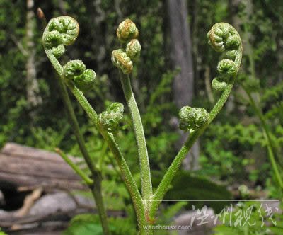 蕨菜圖片