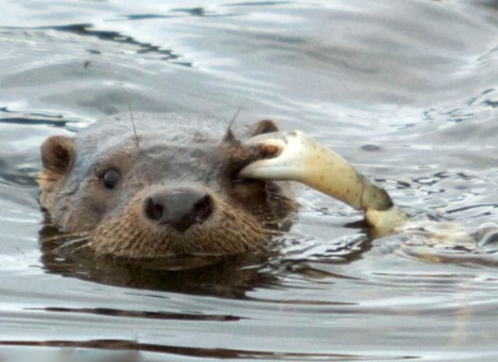 螃蟹勇斗水獺