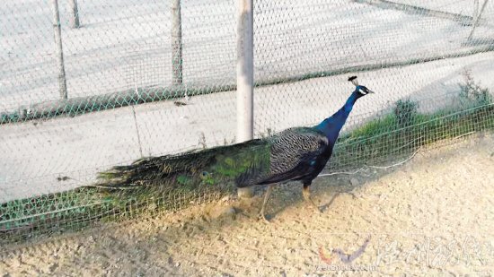 溫嶺孔雀肉燒烤