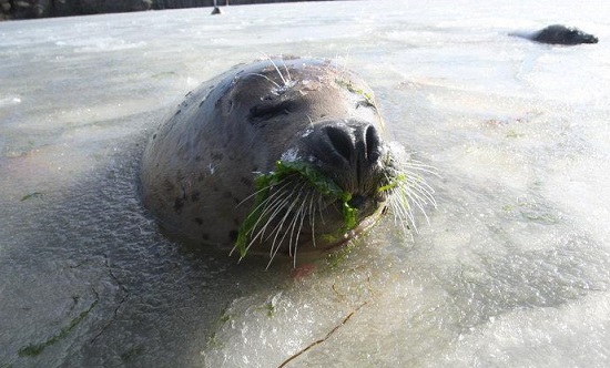 氣溫太低煙臺海豹灣結冰 工作人員為海豹破冰投食