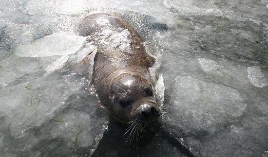 氣溫太低煙臺海豹灣結冰 工作人員為海豹破冰投食