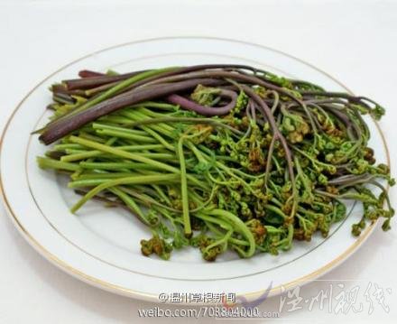 野生蕨菜會致癌