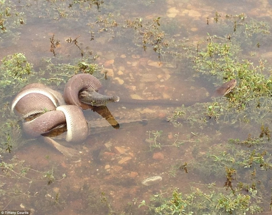 巨蟒大戰(zhàn)鱷