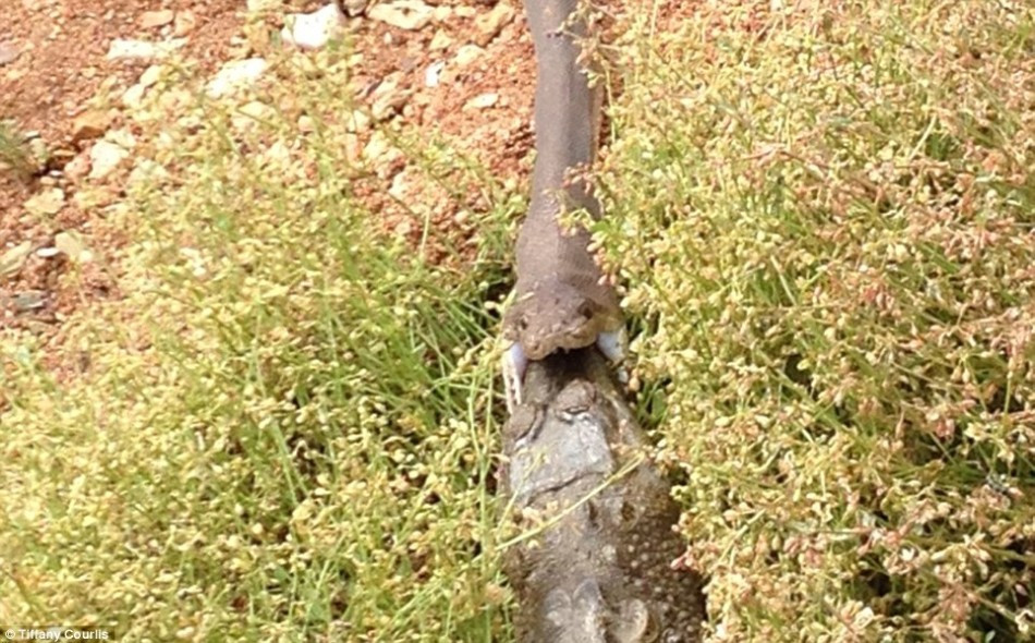 巨蟒大戰(zhàn)鱷