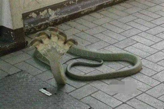 印度神廟驚現五頭蛇