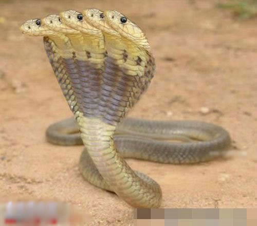 五頭蛇是真的嗎