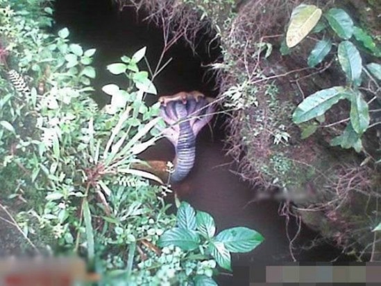 五頭蛇是真的嗎