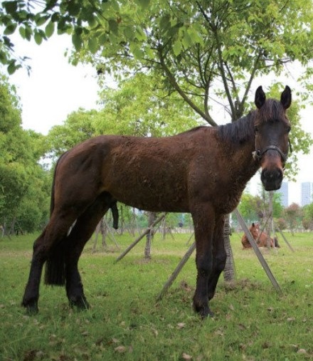 溫州價值18萬駿馬被撞死 肇事工程車逃逸