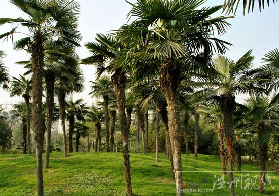 劉亦菲淚腺炎微博求助網友