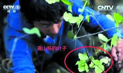 舌尖2第一集腳步采蜜造假 男孩爬40米樹其實只有2米