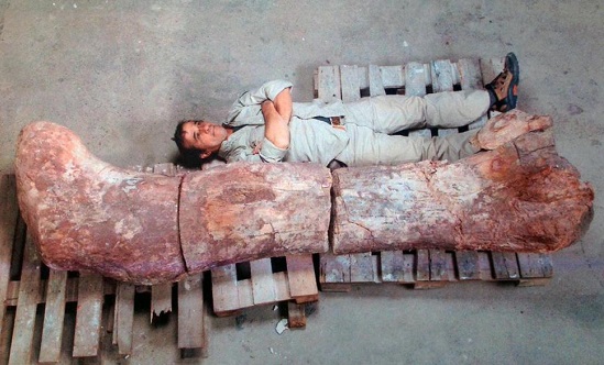 阿根廷現最大恐龍化石身長超40米 科學家預測品種為雷龍