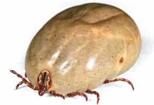 蜱蟲咬傷可致命