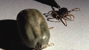 浙江義烏蜱蟲叮咬后致死