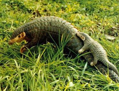 吃穿山甲有什么好處