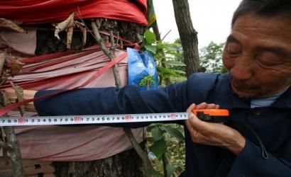 成都十大千年古樹(shù)一棵古青岡樹(shù)干枯了