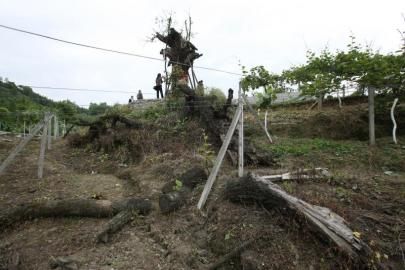 成都十大千年古樹(shù)一棵古青岡樹(shù)干枯了