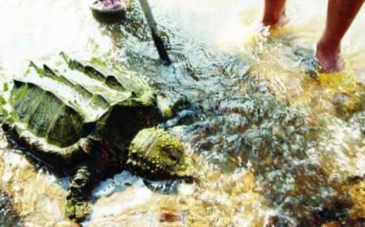 男子釣到巨型鱷龜