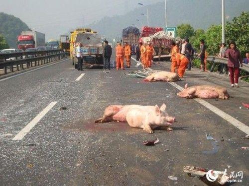 沈海高速車禍人沒受傷豬被撞死了