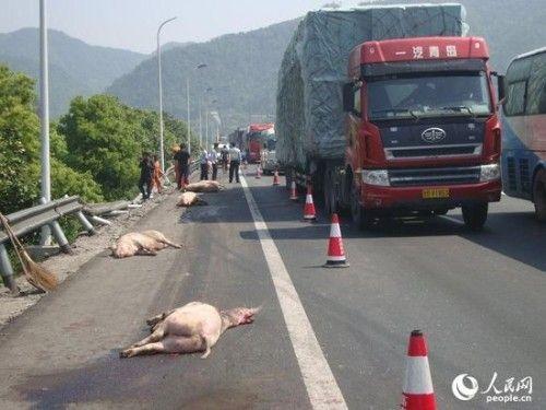 沈海高速車禍人沒受傷豬被撞死了