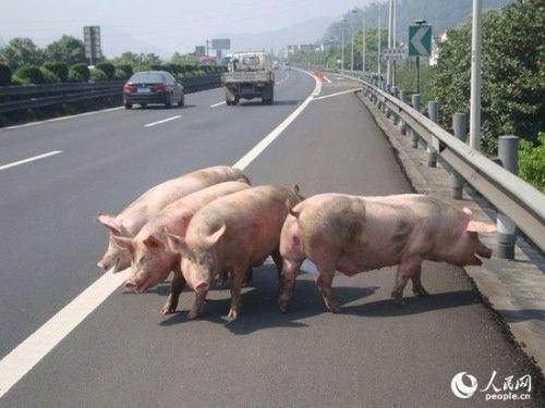 沈海高速車禍人沒受傷豬被撞死了