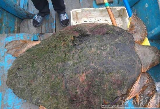 溫州漁民釣到百斤大海龜
