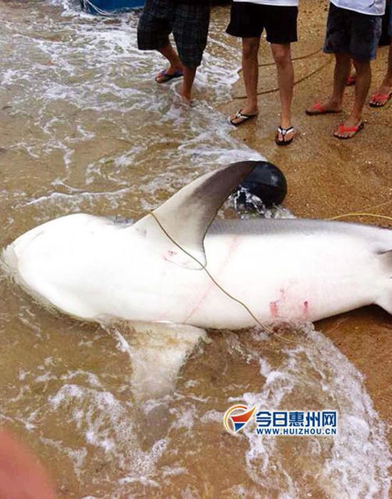 惠州漁民捕到巨魚(yú)