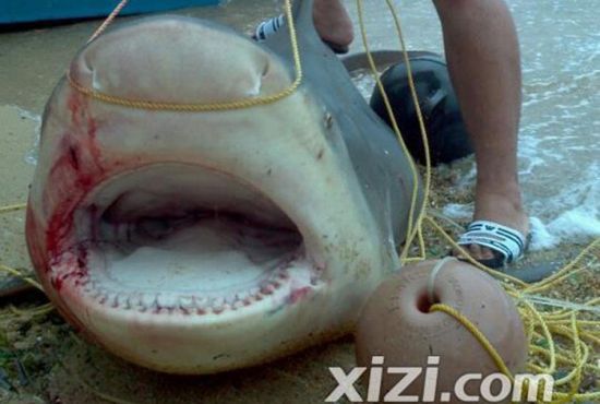 惠州漁民捕到巨魚(yú)