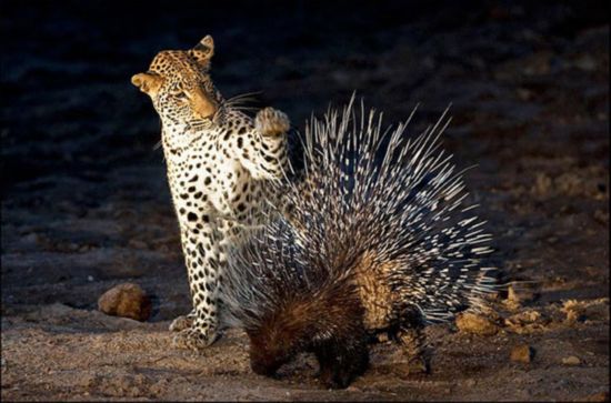 獵豹和豪豬