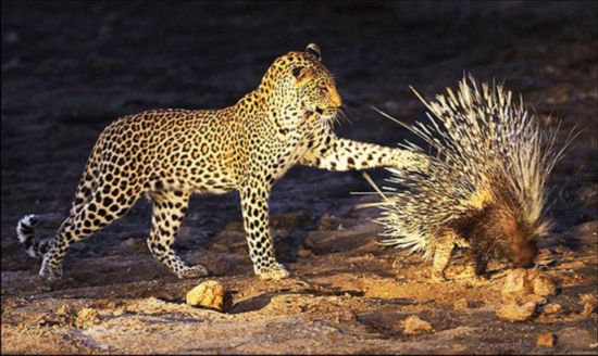 獵豹和豪豬