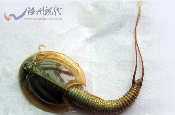 四川半蝦半魚生物