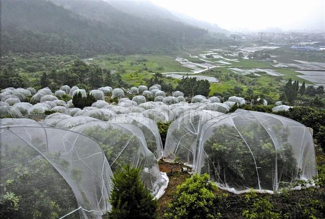 溫州楊梅東魁楊梅樂清推廣蚊帳楊梅