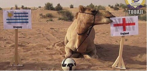 巴西世界杯預測神獸