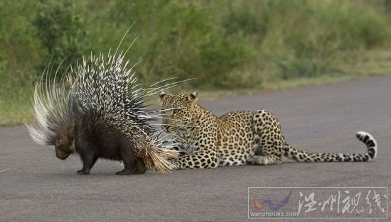 獵豹欲捕食豪豬反被刺傷