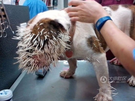 狗和豪豬打架的悲慘下場