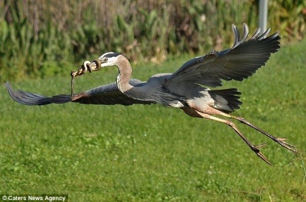 蒼鷺捕蛇
