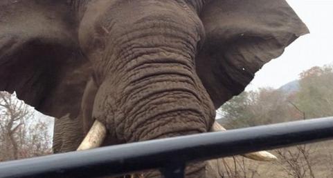 游客自拍惹怒公象 狂追游客500多米