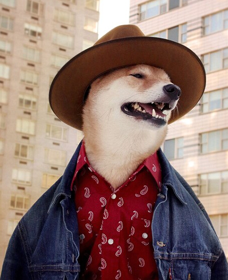 蕭亞軒曬柯震東收養(yǎng)狗狗