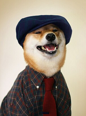 蕭亞軒曬柯震東收養狗狗