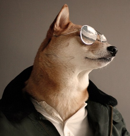 蕭亞軒曬柯震東收養(yǎng)狗狗