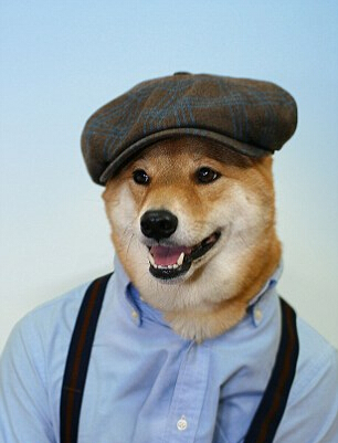 蕭亞軒曬柯震東收養狗狗