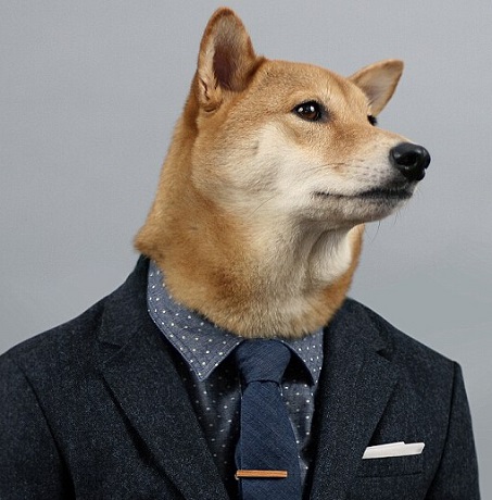 蕭亞軒曬柯震東收養(yǎng)狗狗