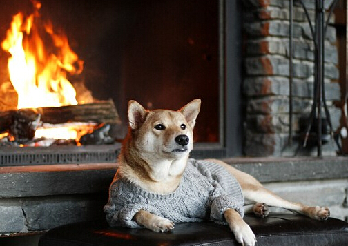 蕭亞軒曬柯震東收養狗狗