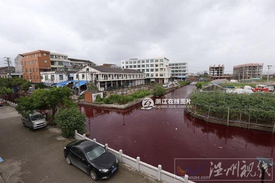 溫州河水一夜變血水