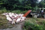 湖南171頭豬遭雷擊死亡