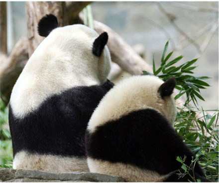 南京大媽在動物園門前跳廣場舞致大熊貓心律不齊