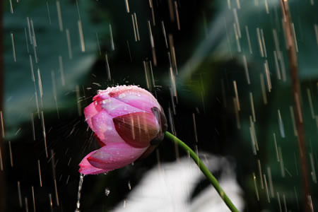 夏雨荷 溫州攝影師三點水拍攝荷花圖片 溫州賞荷花三點水拍荷花