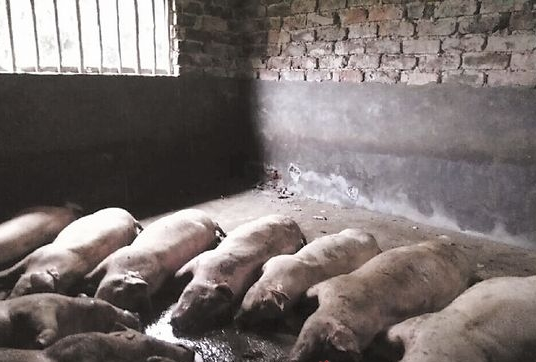 171頭豬遭雷擊死亡