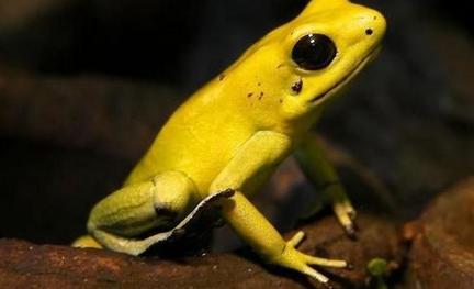 箭毒蛙是毒性最強(qiáng)的物種之一